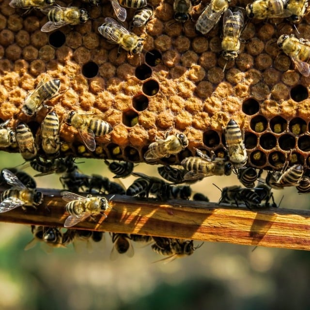 bee nest removal