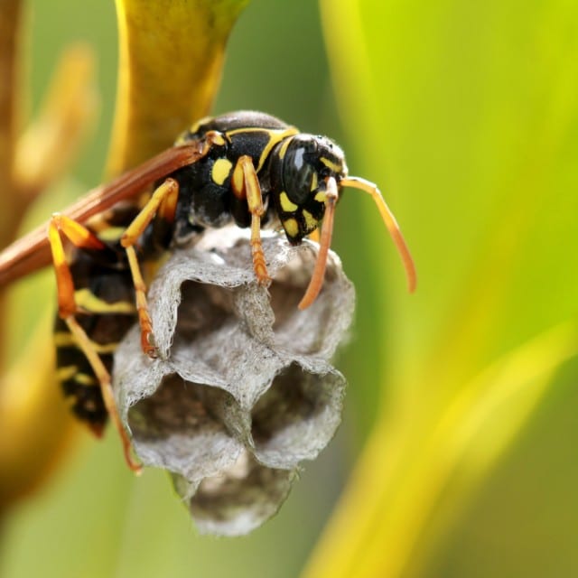 wasp nest removal