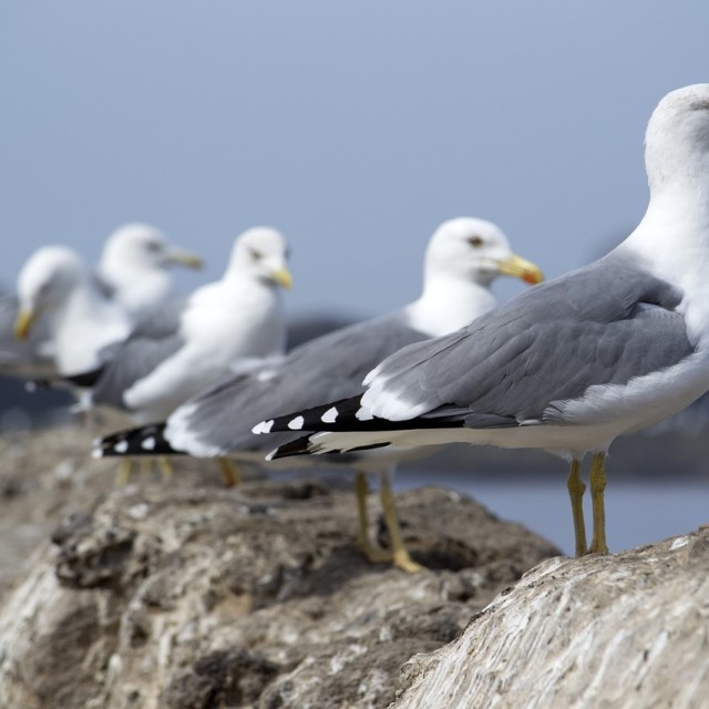 seagull pest control