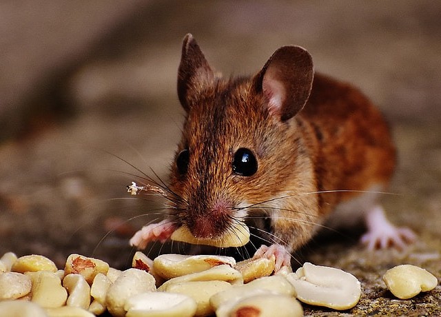 mice pest control