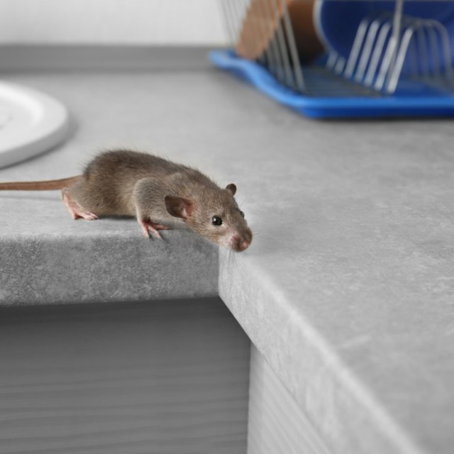a mouse on a kitchen counter