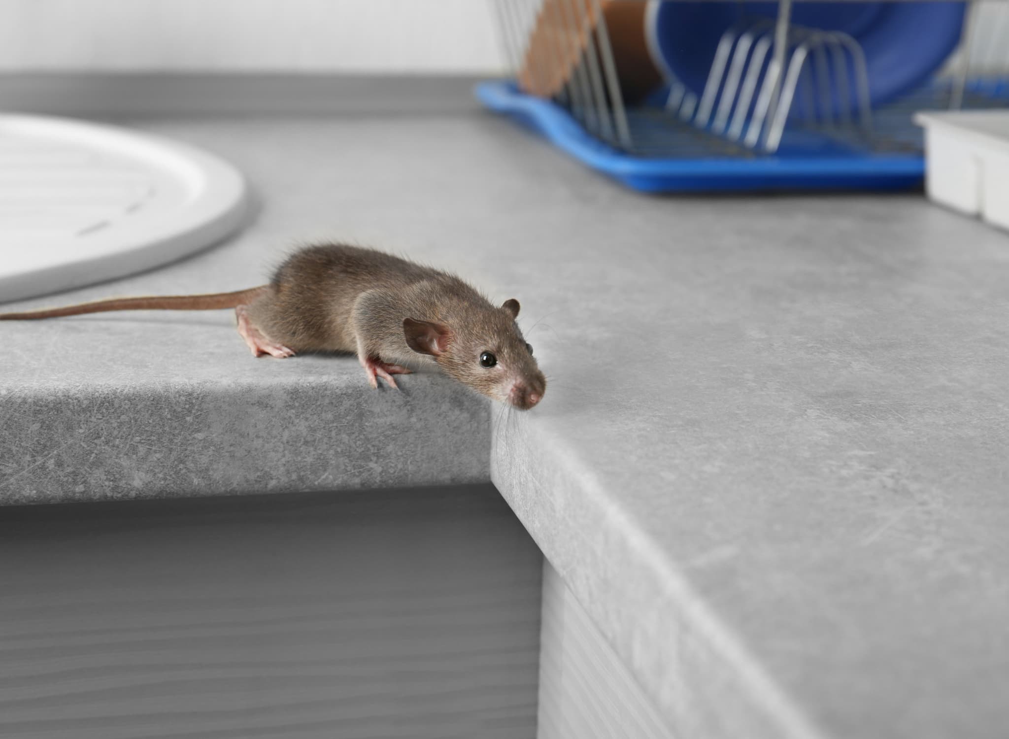 a mouse on a kitchen counter