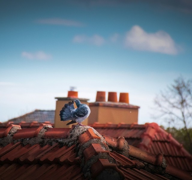 pigeon sitting on top of a roof