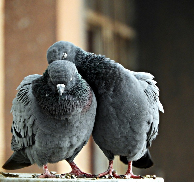 two pigeons cleaning each other