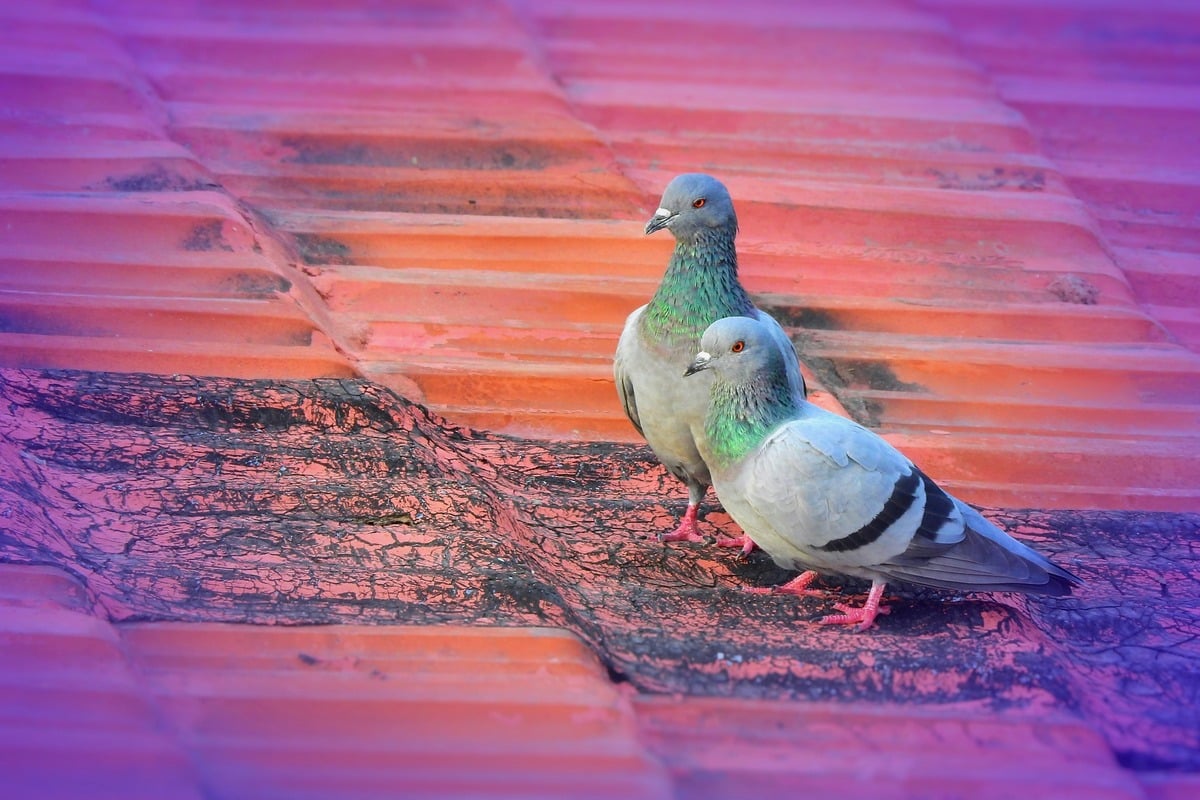 two pigeons walking on top of a roof.