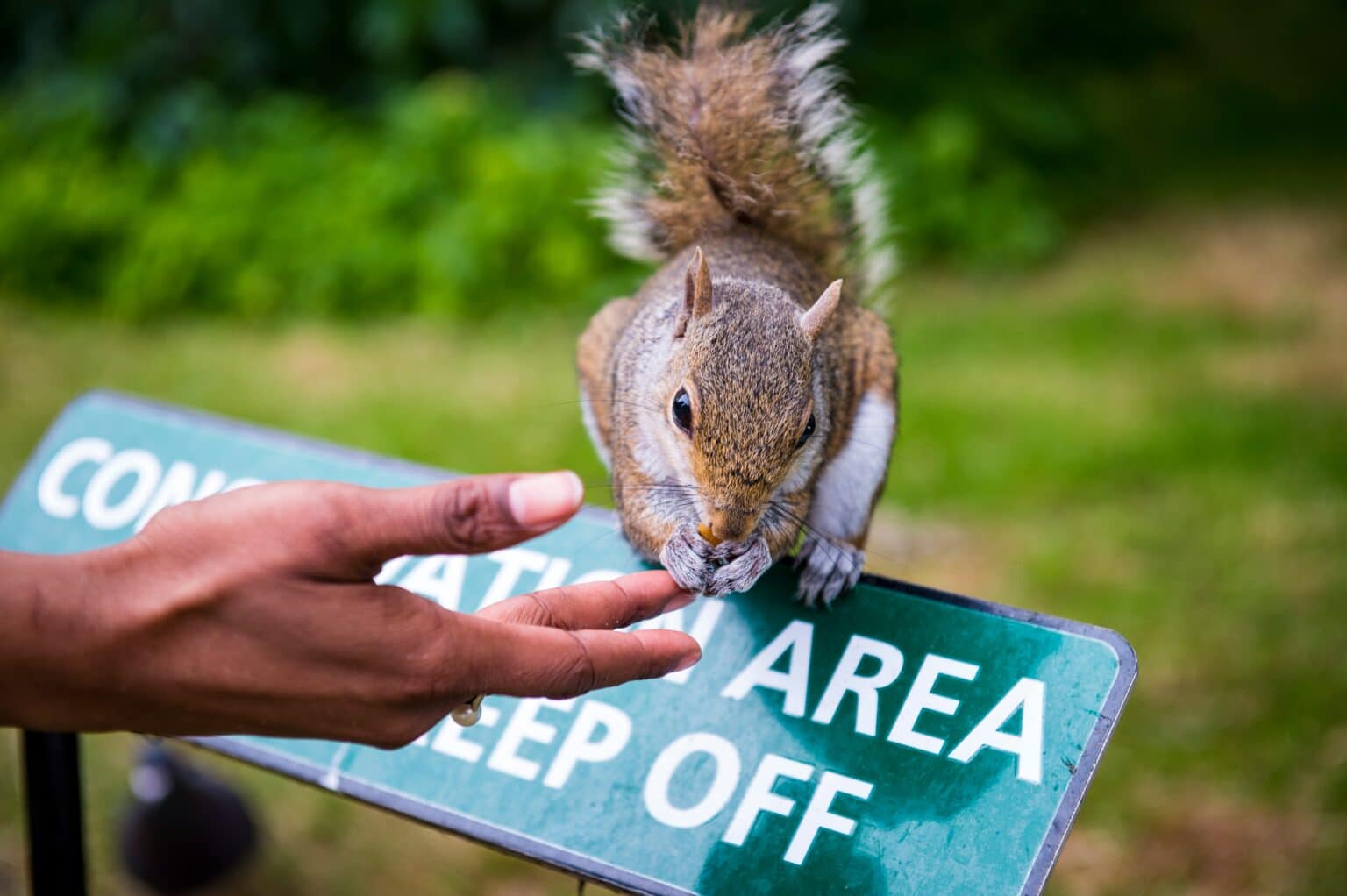 Why You Might Need Pest Control for Squirrels Pest Stop Boys