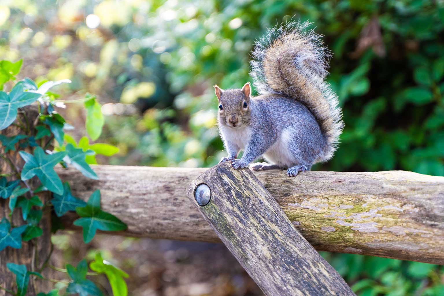 Cute grey squirrel on a wooden fence with green ivy leaves.