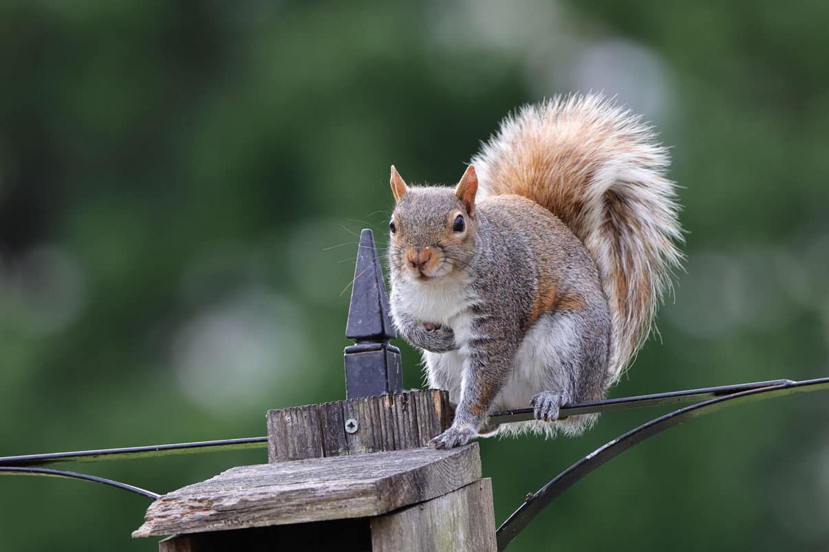 Eastern gray squirrel on a wooden pole